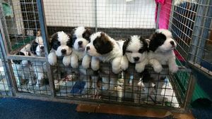 Gorgeous Saint Bernard Puppies For Sale